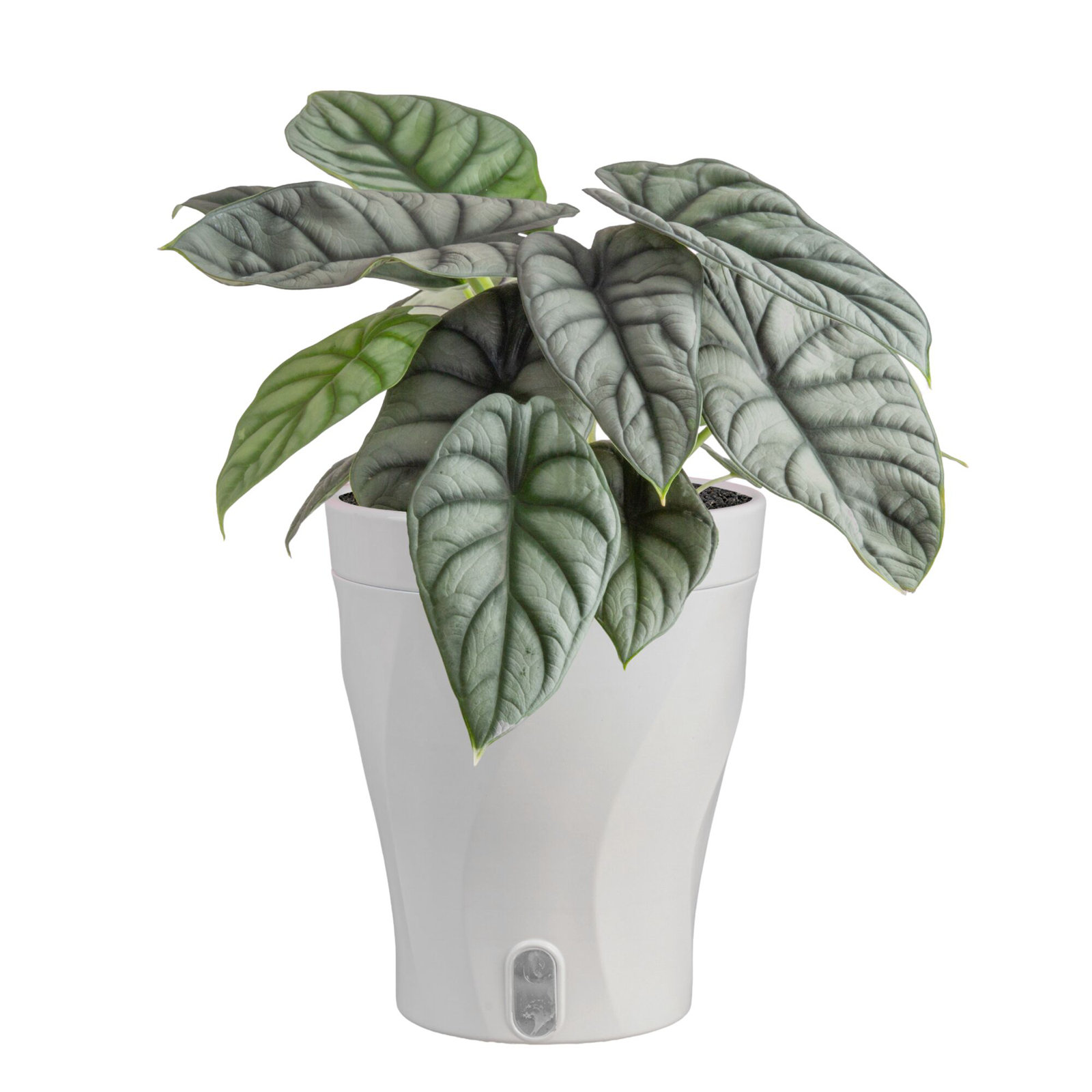 アクタス Costa Farms Alocasia Silver Dragon Indoor House Plant in 5-inch